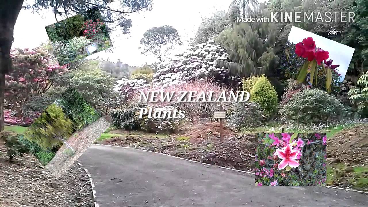 NZ Trees And Plants