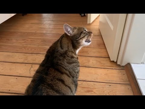 Video: Asthma bei Katzen