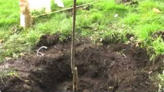 How To Plant Your New Fruit Tree