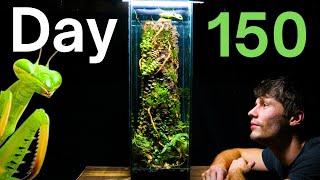 150 Day Old Praying Mantis Ecosystem! by Terrarium Designs 36,648 views 4 months ago 4 minutes, 27 seconds