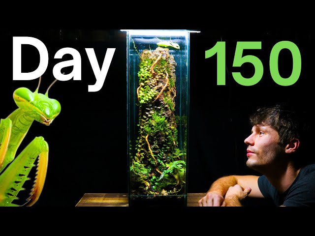 150 Day Old Praying Mantis Ecosystem! class=