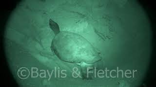 Southern River Terrapin, Malaysia. 20190225_003851.m2ts