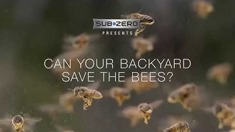 Can your backyard save the bees?