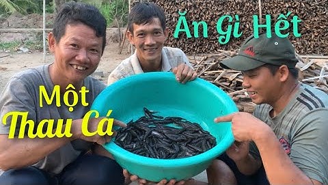Hướng dẫn mồi huyền thoại đặc LỢP CÁ BỐNG DỪA chỉ 2 cái là đủ ăn | Cù Lao Dung Vlogs #145
