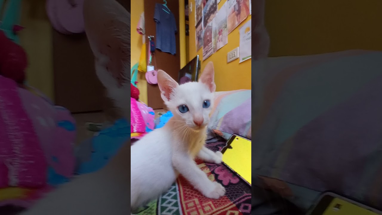 Catching Mice - YouTube