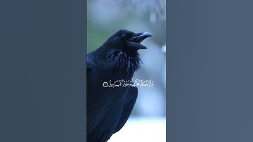 ياسر الدوسري سورة الفيل yasser dosari surah Al-Fil