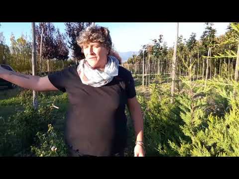 Video: A che distanza dovrebbero essere piantati i cipressi di Leyland?