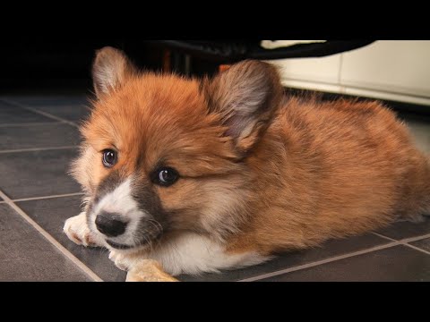 Amazing Facts on Cardigan Welsh Corgi | In Hindi | Dog Facts | Animal Channel Hindi - YouTube