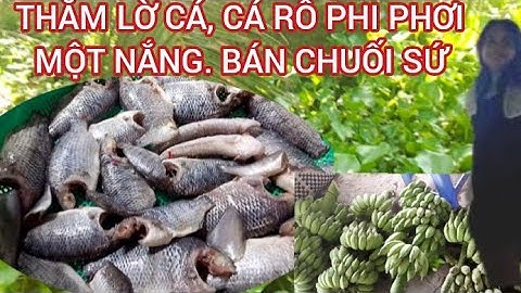 Thăm lờ cá mùa nước nổi, món cá rô phi phơi một nắng và kiếm tiền từ cây chuối.