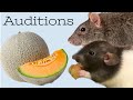 The rat review auditions ep 1 cantaloupe
