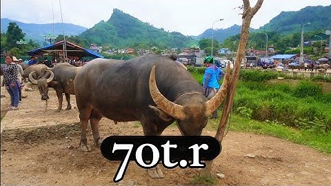 CẬP NHẬT GIÁ TRÂU ,BÒ VÀ NGỰA CHỢ VÙNG CAO BẮC HÀ LÀO CAI  - XUẤT HIỆN TRÂU TO VÀ ĐẸP AI CŨNG KHEN