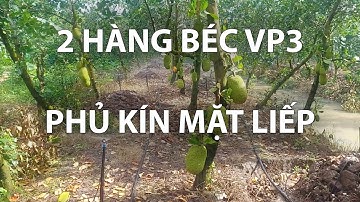 TƯỚI PHỦ TOÀN BỘ MẶT LIẾP BẰNG BÉC VP3 TẠI TIỀN GIANG