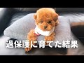 成犬なのに飼い主にかまって欲しくてたまらないトイプードルが可愛すぎた
