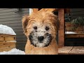 Our Soft-Coated Wheaten Terrier puppy, first few days! の動画、YouTube動画。