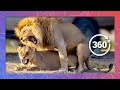 Lions in the Wild Get Frisky | Wildlife in 360 VR