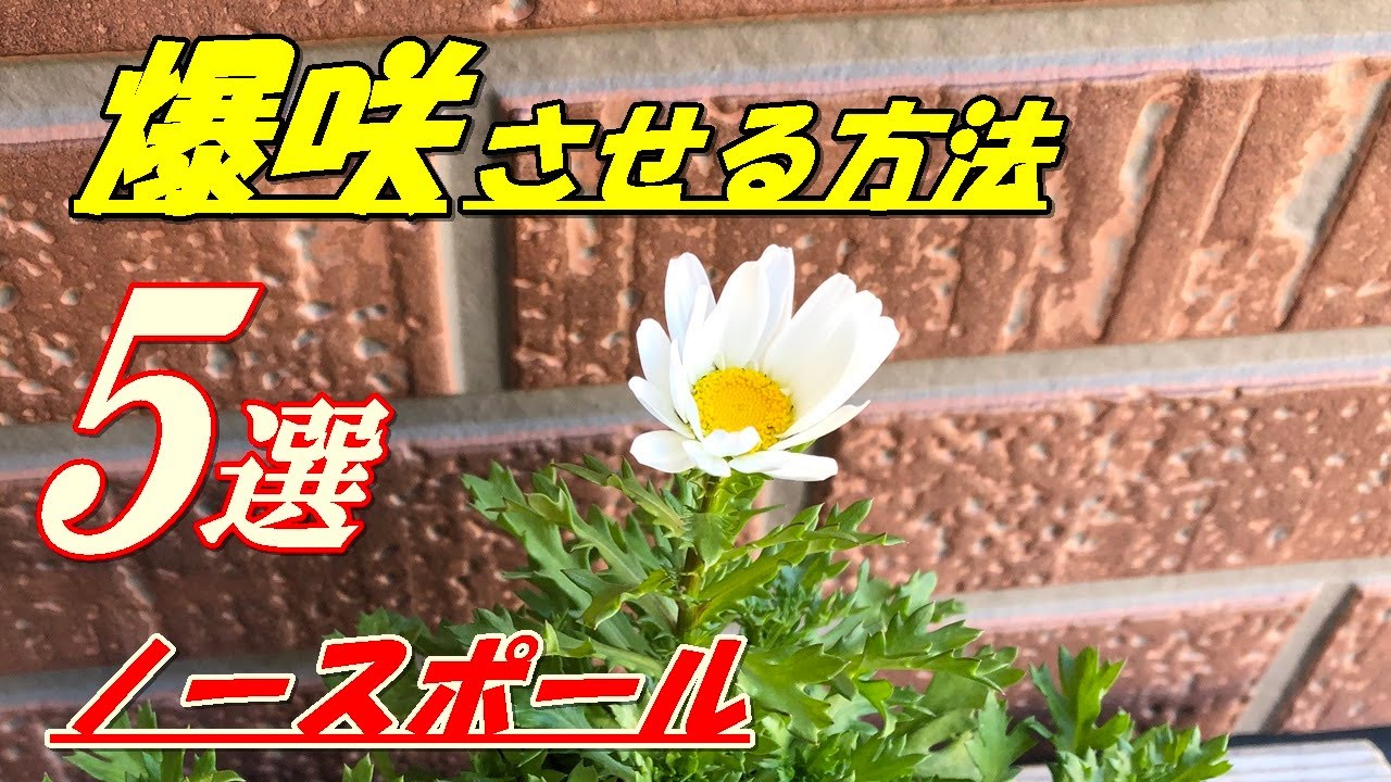 花】ノースポールの育て方・植え付け - YouTube