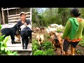 Life With Nature || video - 50 || A day in a Goat farm ||