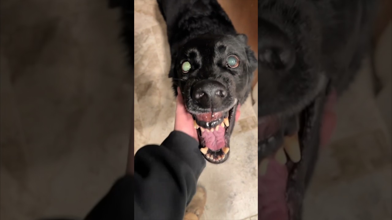 His dog hates when he goes to work 😂