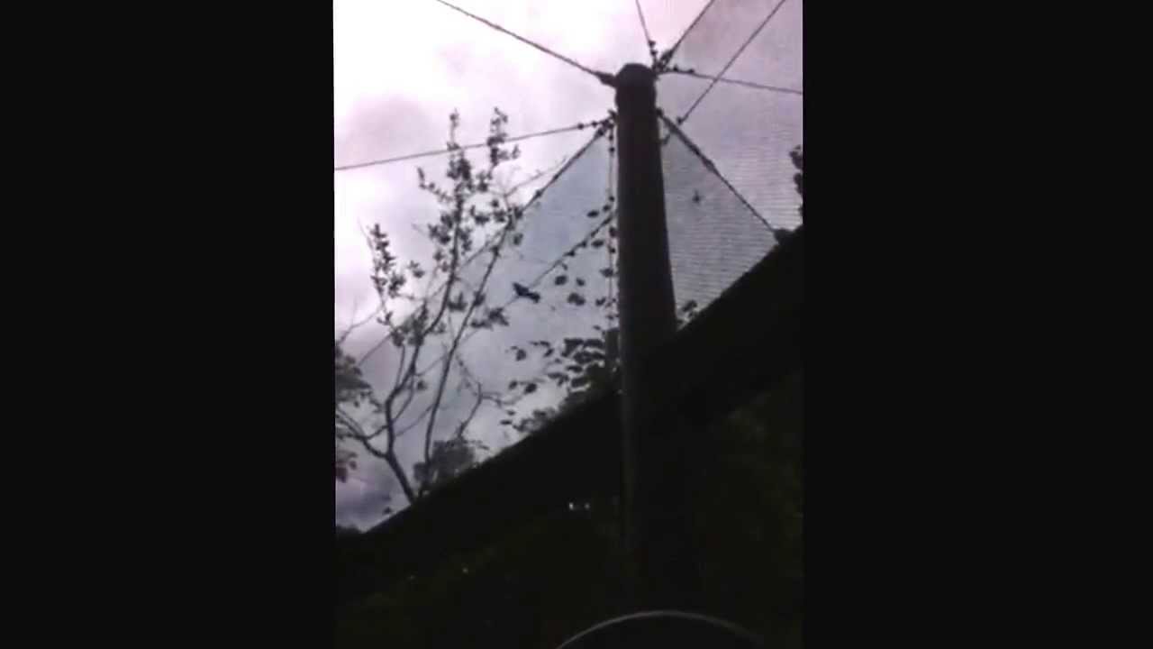 Bird at the zoo sounds like a car alarm YouTube