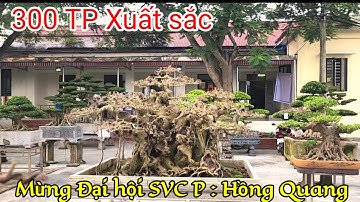 P: Hồng Quang NB trưng bày hơn 300 TP Cây cảnh xuất sắc Chào mừng ĐH SVC lần 1 - NK 2025 - 2030