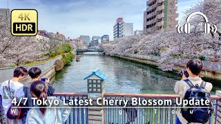 As of 4/7 - Tokyo Latest Cherry Blossom Update: Oyoko River in Monzen-nakacho [4K/HDR/Binaural]