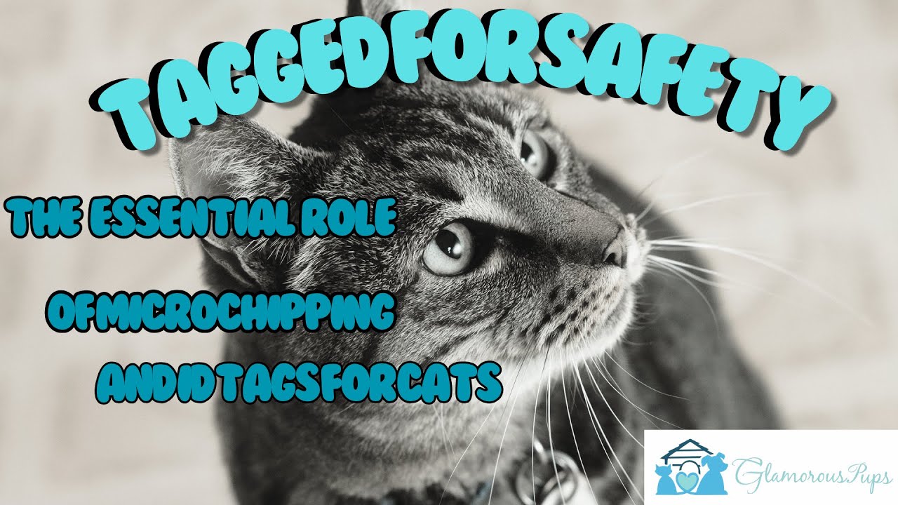 Tagged for Safety The Essential Role of Microchipping and ID Tags For Cats