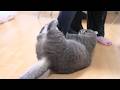 ママと3日ぶりに再会した猫