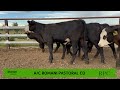 Rpc  108 black baldy steers  auctionsplus fri 08mar24  v1