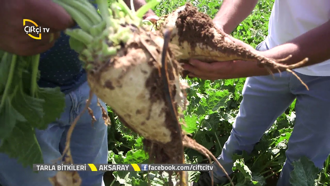 Tarla Bitkileri - Şeker Pancarı Yetiştiriciliği.