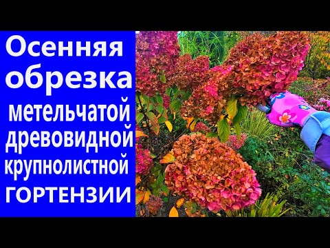 ОБРЕЗКА ГОРТЕНЗИИ ОСЕНЬЮ. Правильная обрезка метельчатой, древовидной, крупнолистной гортензии.