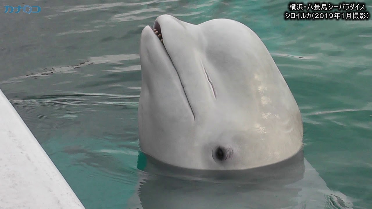 歌う シロイルカ 横浜 八景島シーパラダイス 神奈川新聞 カナロコ Youtube