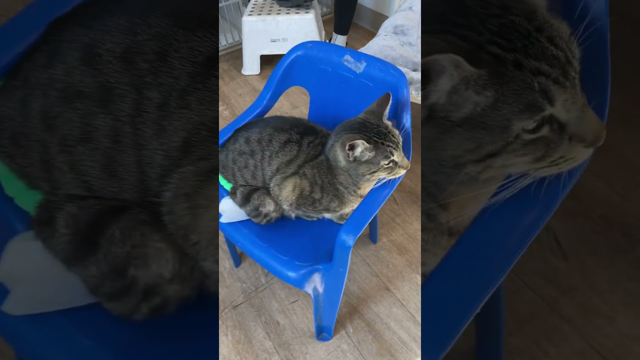 Вся правда о том, почему кошки территориальны #catsoftiktok #catbehavior