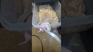 #yt #snake #youtubeshorts #new #fun #eating #youtube #animals #pets