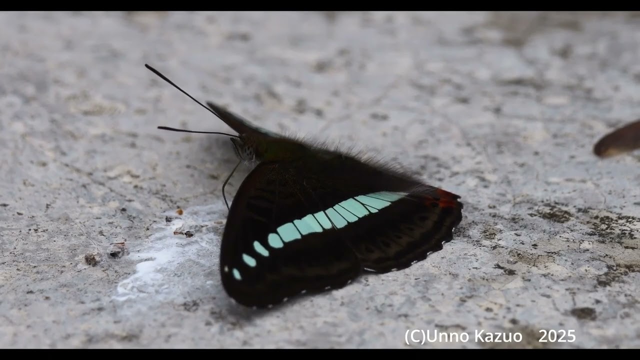 Butterflies from Yunnan, China, the homeland of Japanese
