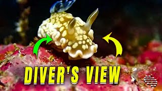 Diver's Perspective of a Nudibranch Filmed Underwater