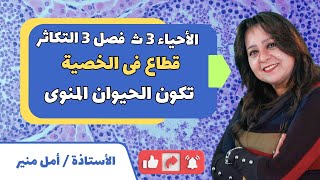 الأحياء للصف الثالث الثانوي { 45 } قطاع فى  الخصية ـ تكون الحيوان المنوي