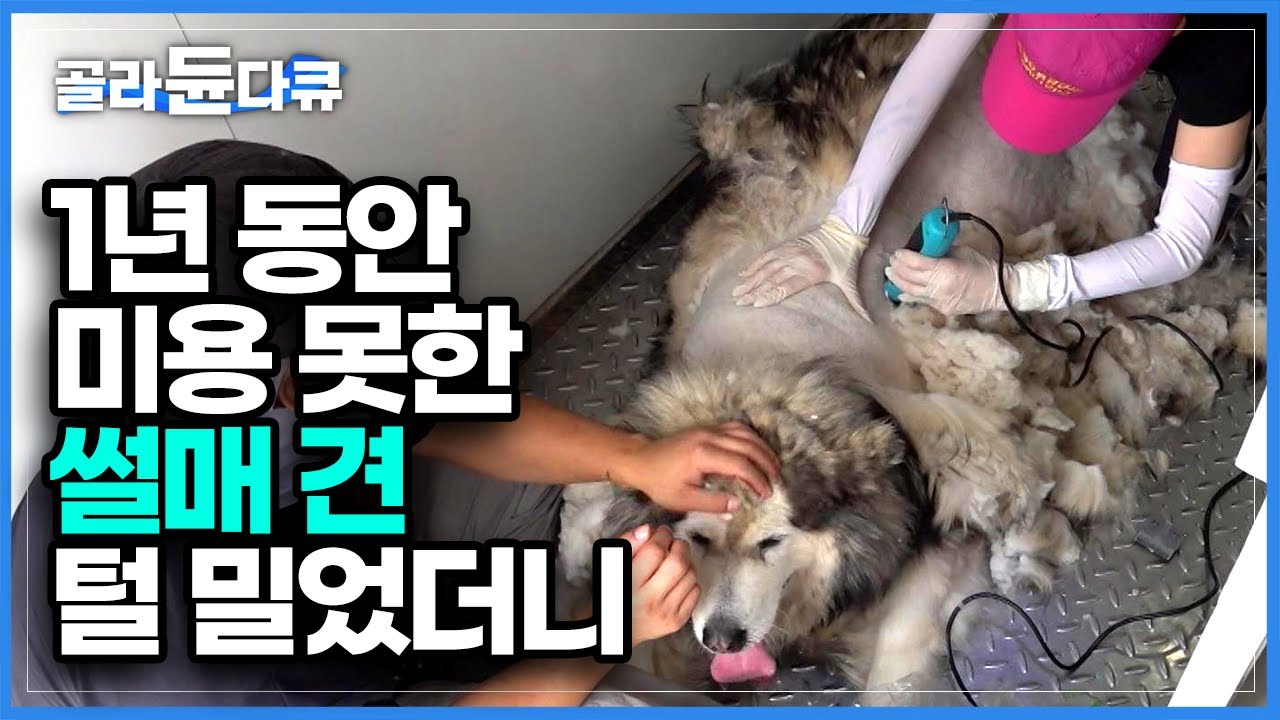 80대 할머니 혼자 키우는 40kg 대형 썰매견 말라뮤트, 감당할 수 없는 몸집에 요청한 강아지 미용 무더위에 엉키고 떡진 털들을 1년 만에 정리한다│극한직업│#골라듄다큐