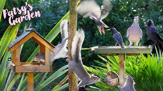 LIVE Cat TV 4K | Birds for Cats to Watch | Squirrel Videos for Cats | Cat Games | Stunning HDR