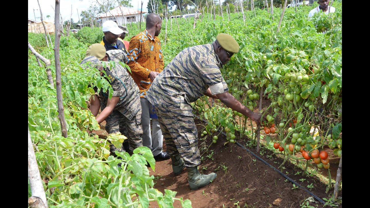 MKUU WA JKU KANALI DAIMA AZINDUA MRADI WA KILIMO CHA TUNGULE KATIKA KIKOSI CHA JKU BAMBI MATOLA