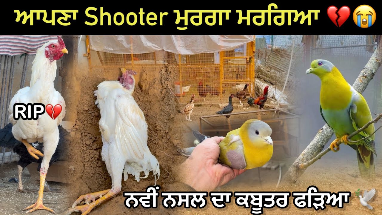 ਅੱਜ ਕਬੂਤਰ ਫੜਿਆ ਨਵੀਂ ਨਸਲ ਦਾ 🕊️|| ਆਪਣਾ Shooter ਮੁਰਗਾ ਮਰਗਿਆ 😢💔|| New Breed Kabutar || 