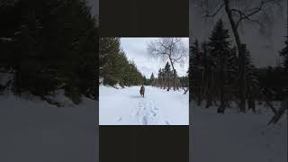 Cimarron Uruguayo Dog Breed