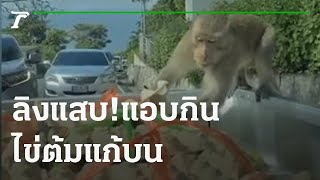 Land Of Primates ดินแดนแห่งจ่าฝูง