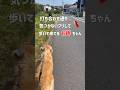 姉に気付いてもらえずショックを受ける大型犬