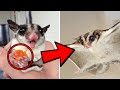 10 UNUSUAL Pets You’ve Never Seen Before (Sugar Glider, Degu, Kinkajou & More!)