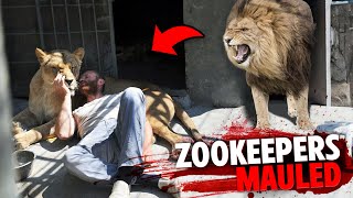 These 3 Zookeepers Were FATALLY MAULED In Front Of Visitors And Staff! by Final Affliction 37,663 views 1 month ago 27 minutes