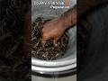 Country Crab Soup preparation 🍲| Check dam Crab 🦀 hunting video #shorts #shortsfeed #viralvideo