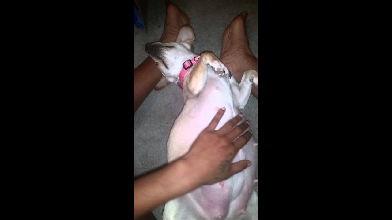 Dog 58 days pregnant today - YouTube Dog 58 days pregnant today - YouTube