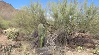 Buzzing In Saguaro National Park