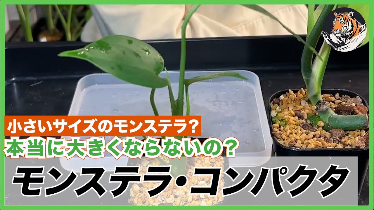 モンステラ】コンパクタといいながら意外と大きくなってしまうという噂