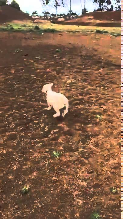 Winter the Lamb Bounces Around the Farm